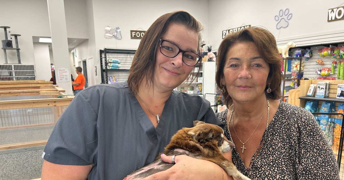 ‘We are struggling’: Rescue shelters say owners continually surrendering ...