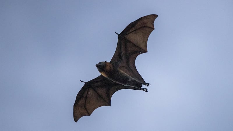 B.C. vet warns of surge in bat encounters after positive rabies test