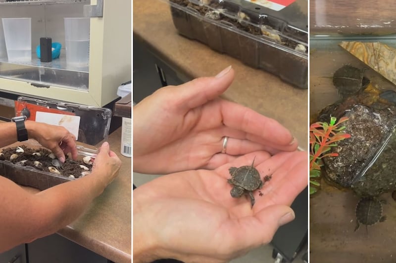 B.C. rescue shares bittersweet story behind five turtle hatchlings