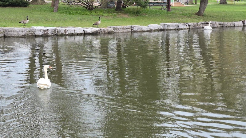 Ophelia mourns the death of Otis, the mute swan’s longtime mate