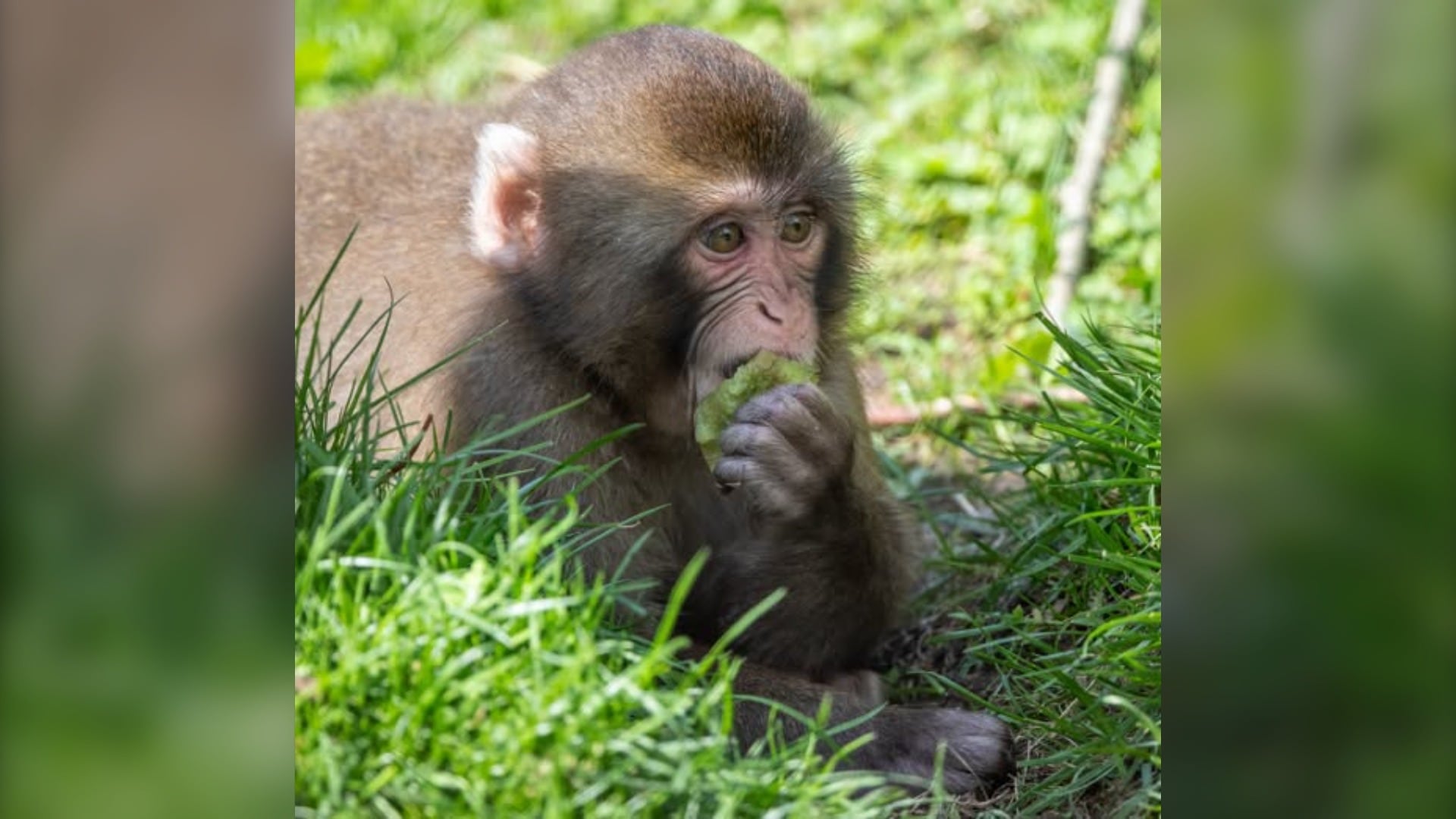 Granby Zoo issues warning about Japanese macaque following possible Herpes B virus exposure