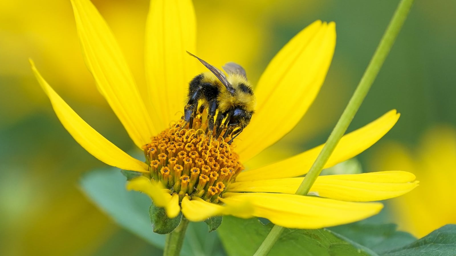 Climate change news: One in five pollinators at extinction risk