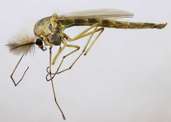 Swarms of tiny bugs called midges are back in Toronto. Here is what you need to know