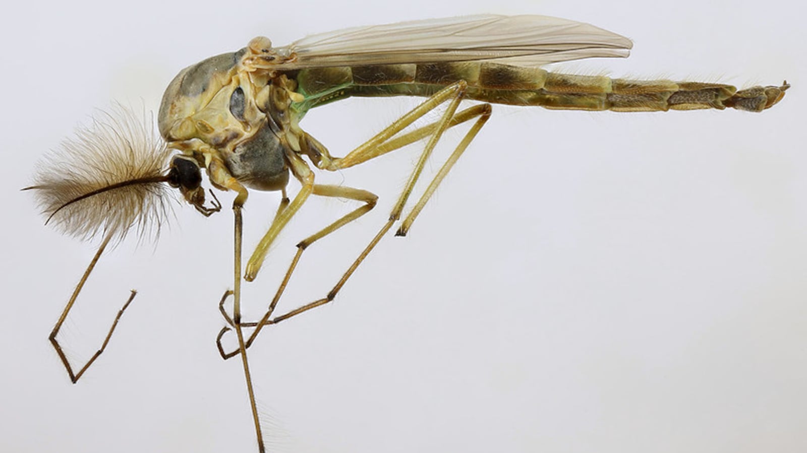 Yellow Midges Toronto midges: what are they and how long do they live?