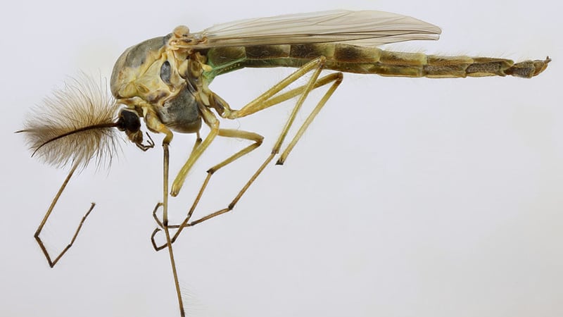 Swarms of tiny bugs called midges are back in Toronto. Here is what you need to know