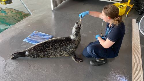 A seal at the Edmonton Valley Zoo gets a reward for learning to use a touchscreen. (Dave Mitchell/CTV News Edmonton)