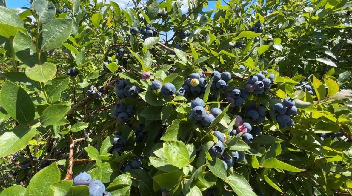 Pembroke ranch seeing a strong start to blueberry season