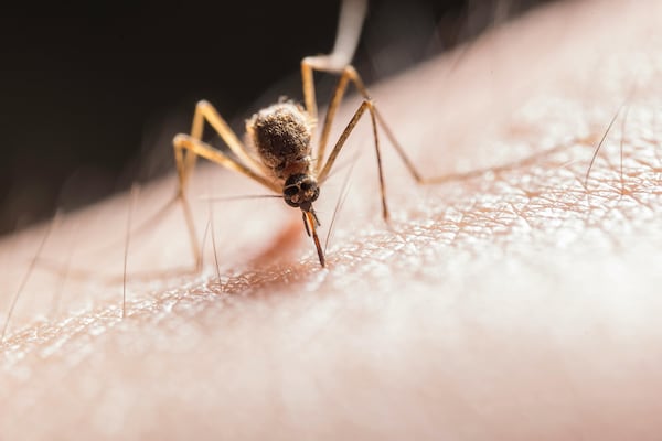 Mosquito trapped in Corunna tests positive for West Nile Virus
