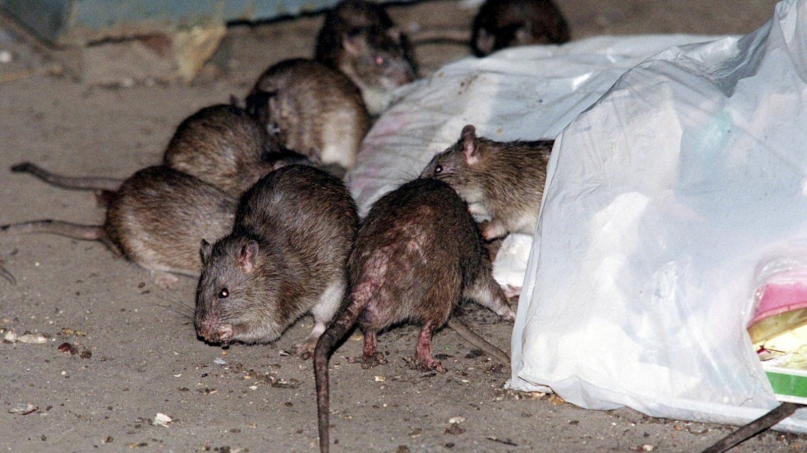 Toronto Rats Size Why does Toronto have so many rats? Experts weigh in