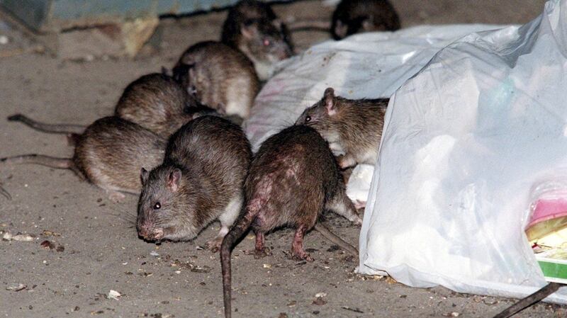 Why Do Rats Swarm Why does Toronto have so many rats? Experts weigh in