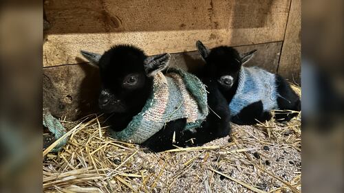 Two of 11 baby goats born at Hatfield Farm in Hammonds Plains, N.S., in late December 2025, are pictured. (Mike Lamb / CTV Atlantic)