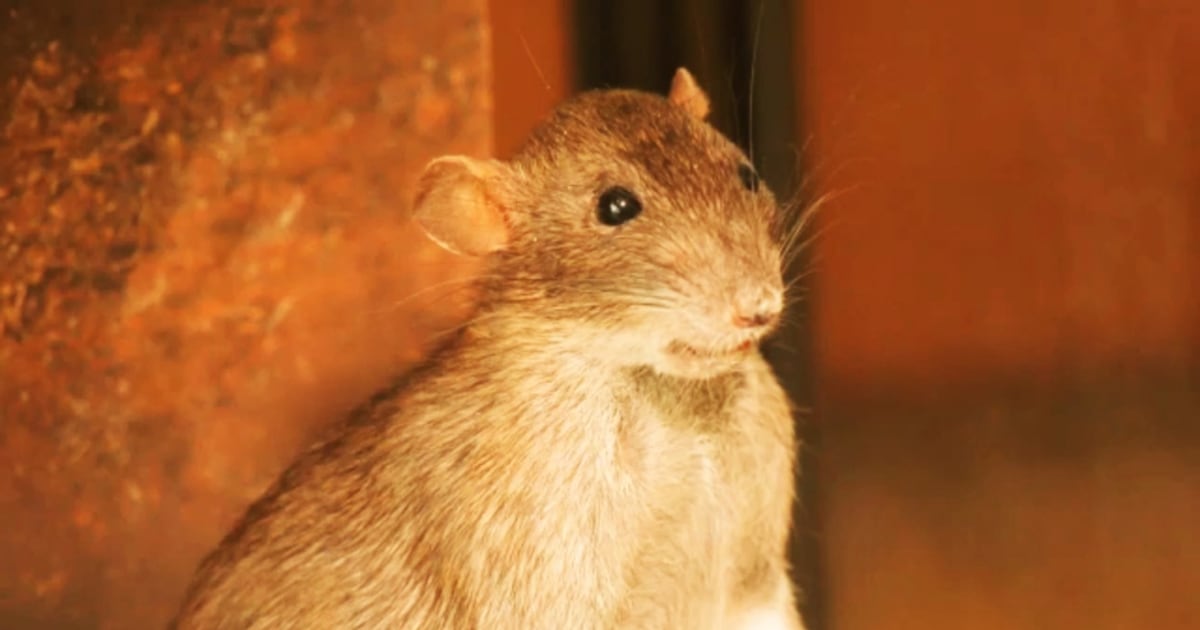 Rats! Alberta sees spike of rat sightings in 2020, but it may look ...