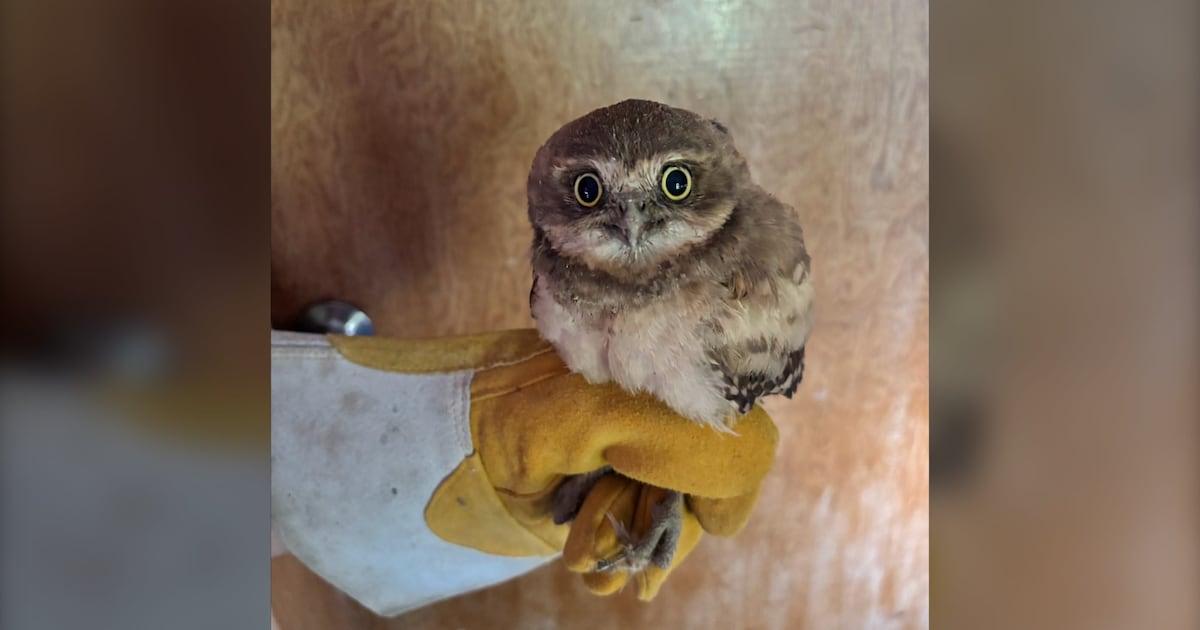 Here’s how a dog saved a burrowing owl from a fox in Saskatchewan