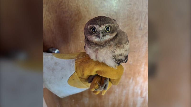 Here’s how a dog saved a burrowing owl from a fox in Saskatchewan