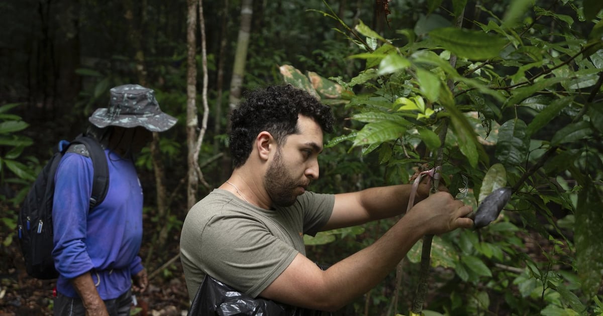 Climate Change Amazon Rainforest Project Shows Risks Of Drying Out climate-change-amazon-rainforest-project-shows-risks-of-drying-out