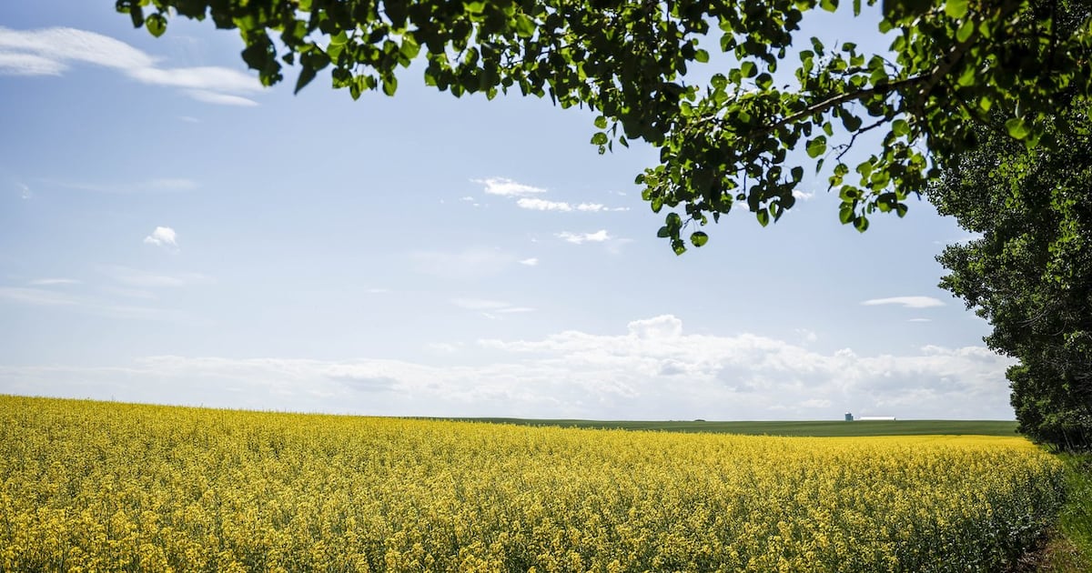 Canadian canola farmers to feel impact from damaging Chinese tariffs