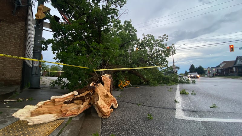 Strong winds, rain leave mark on Windsor-Essex