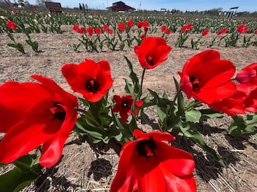 Tulips are seen at RiverBreeze Farms in Upper Onslow, N.S. (CTV/Jonathan MacInnis)