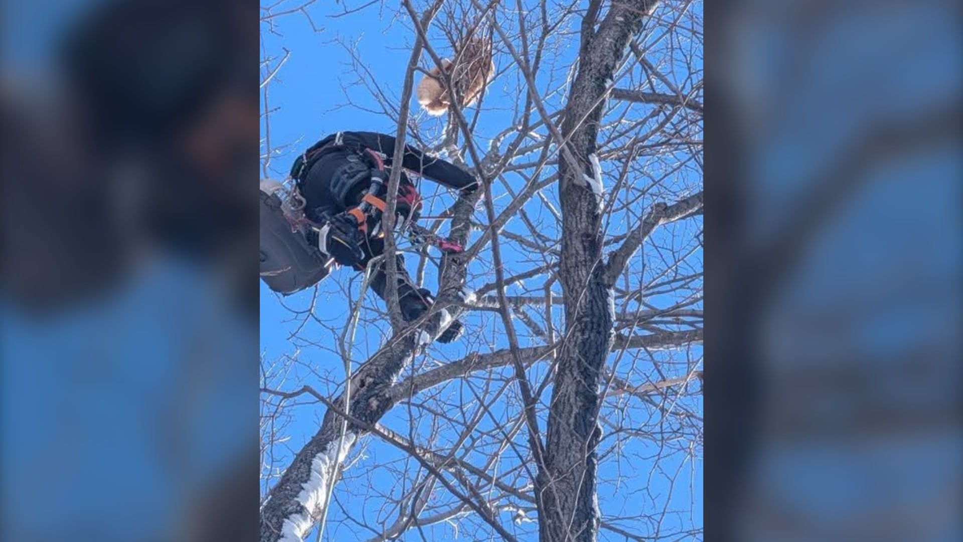 Ottawa online community rallies to rescue orange cat stuck in tree for days