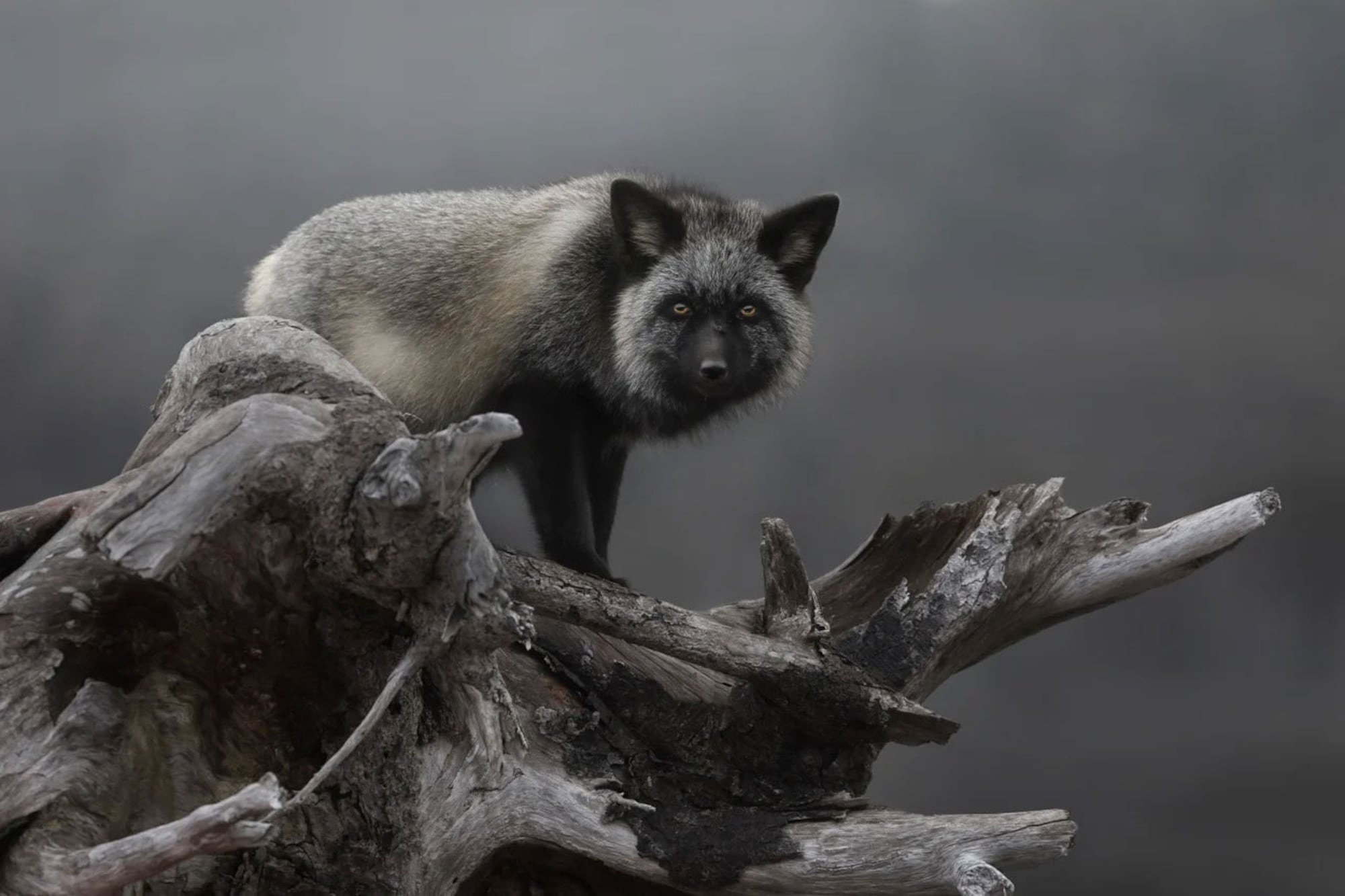 Canada s Wild Side The Best Wildlife Photos Of 2025 CTVNews canada-s-wild-side-the-best-wildlife-photos-of-2025-ctvnews