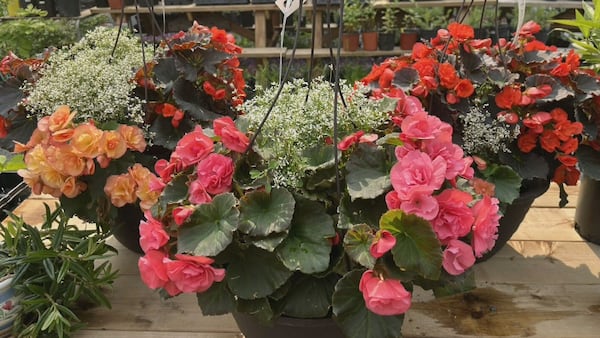 Fredericton Botanic Garden to host annual spring plant sale