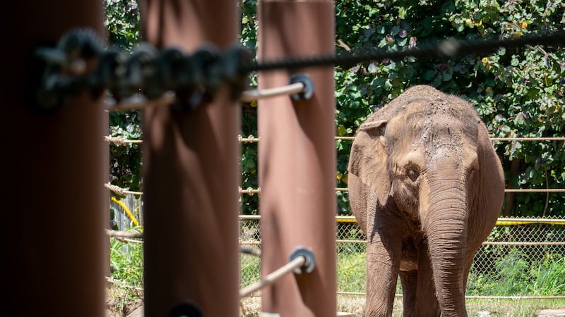 Should animals have human rights? Hawaii court to decide