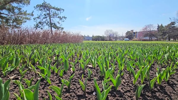 Sunny spring weekend in the forecast for Ottawa