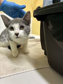 32 cats abandoned outside B.C. SPCA