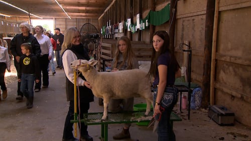 Three ladies stand next to a sheep.