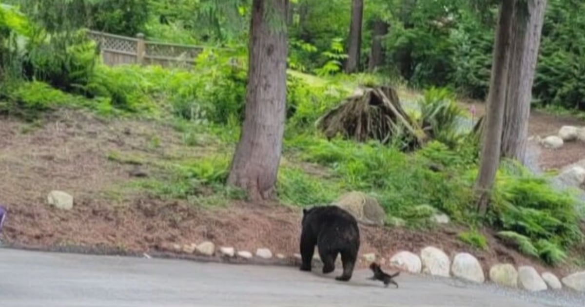 Video shows ‘brave little dog’ chasing bear out of B.C. backyard – CTVNews