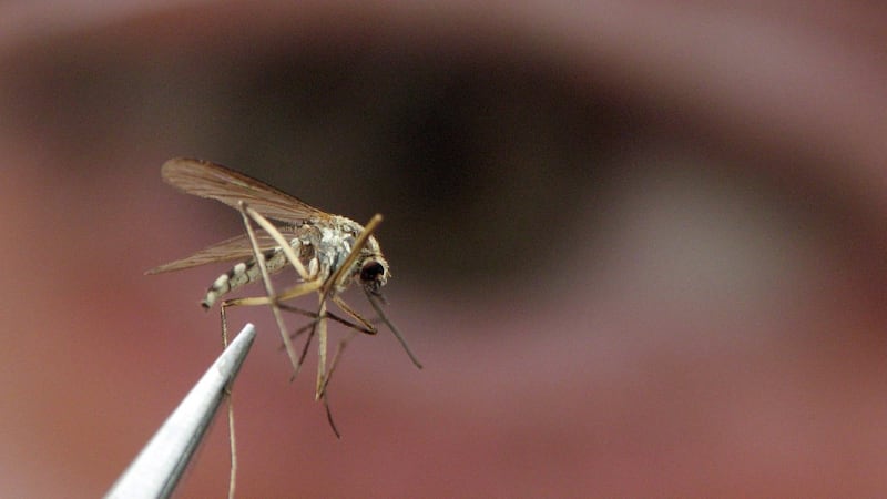 Viruses found in mosquitoes in B.C.’s Sea to Sky region during testing