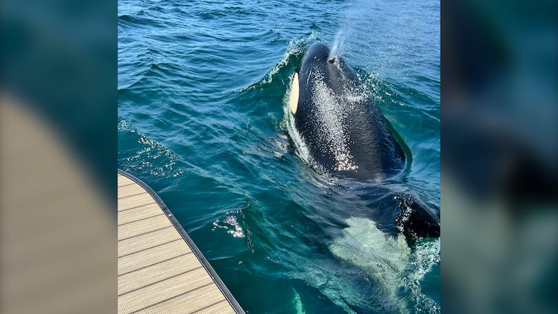 ‘Never seen an orca here’: Researchers monitoring rare appearance off Cape Breton coast