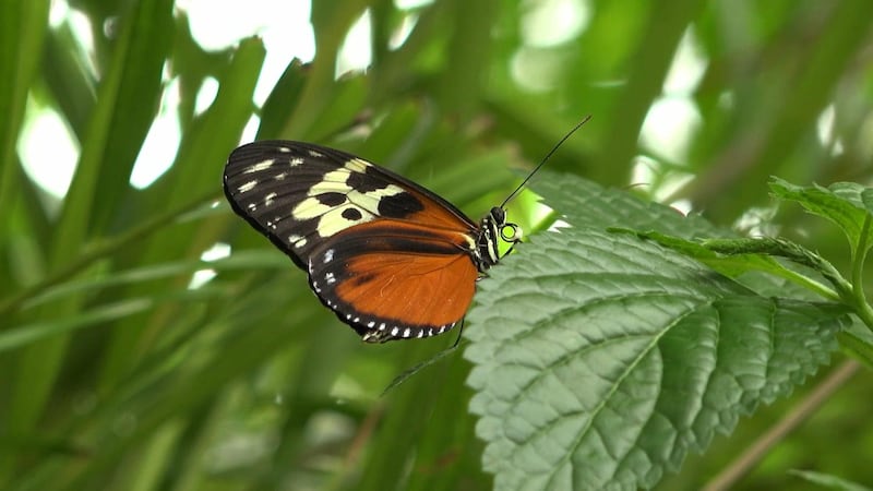 Interactive butterfly experience