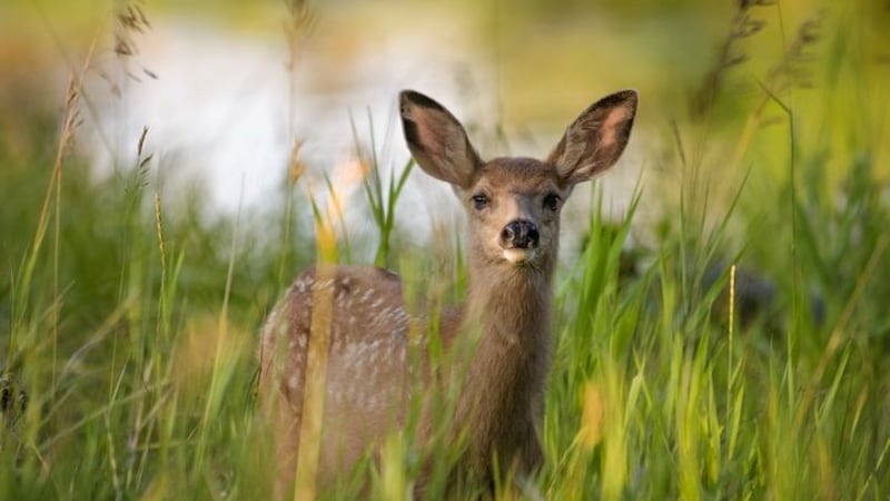 ‘Look, but don’t touch’: Sask. urges residents not to touch young animals in the wild