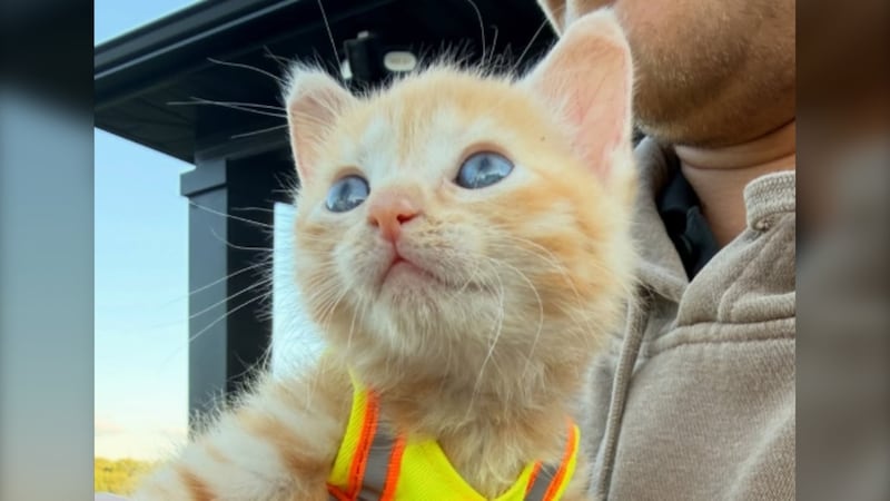 This construction crew rescued an abandoned kitten. Now she’s part of their team