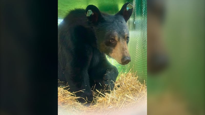‘Bougie’ bear survives gunshot, now in recovery