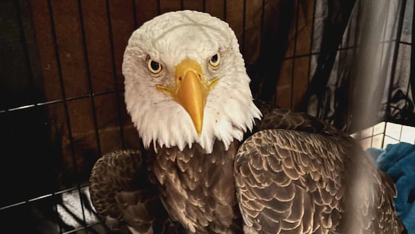 Ottawa Valley woman helps rescue injured bald eagle
