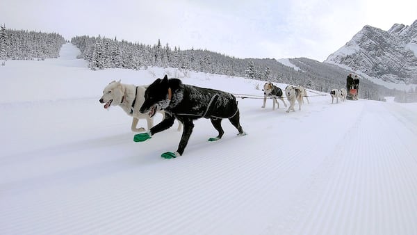 ‘They love it:’ Inside the dogsled tours offered at Alberta’s Fortress Mountain