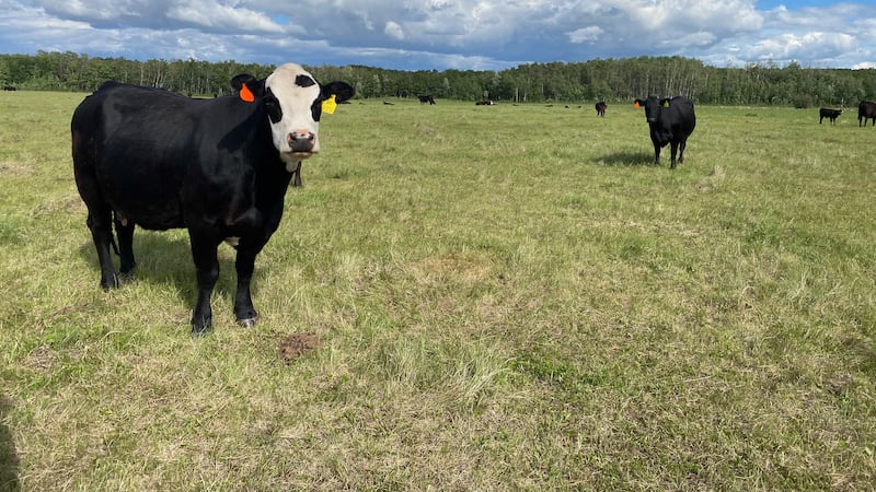 How this family farm is diversifying to survive for the next generation