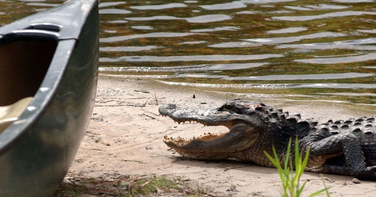 Đầm lầy Okefenokee ở Georgia đã được UNESCO công nhận là Di sản Thế giới. (Ảnh: CTVNews)