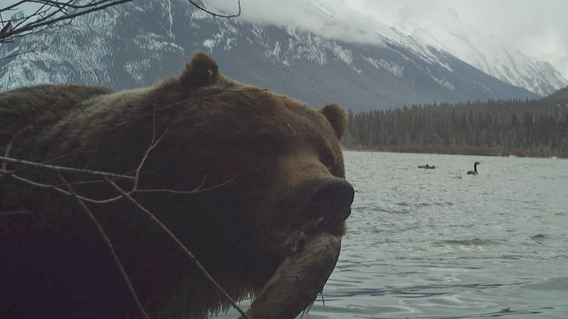 ‘Best left undisturbed’: Banff bear photobomb illustrates need for wildlife safety