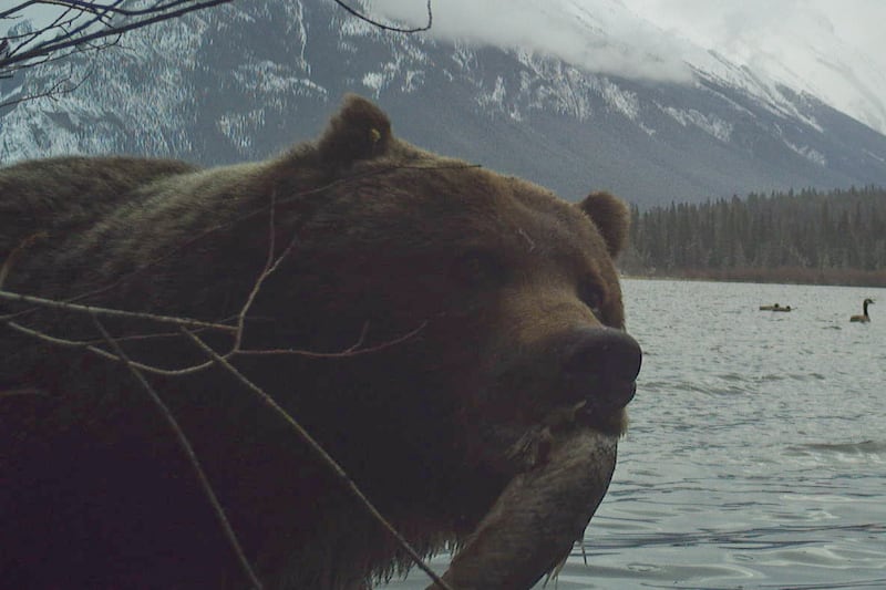 ‘Best left undisturbed’: Banff bear photobomb illustrates need for wildlife safety