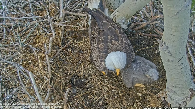 ‘It’s inspiring’: Live eagle nest camera in Cape Breton gets positive response