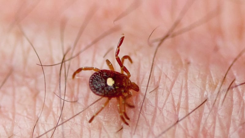 Tick season has arrived in Windsor-Essex