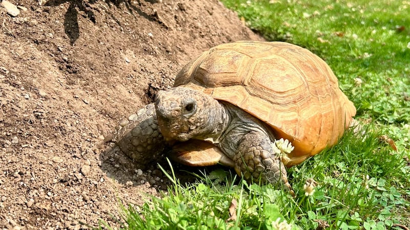 Gus the gopher tortoise ‘resting comfortably’ after successful surgery