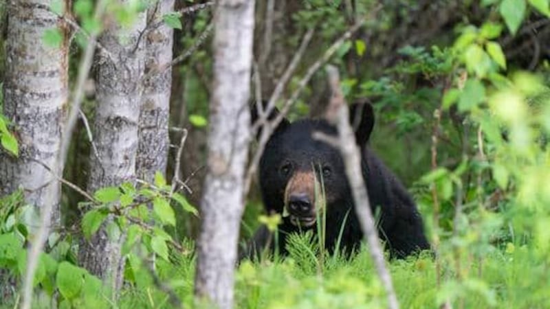 Sask. residents reminded to take precautions as black bears emerge from hibernation