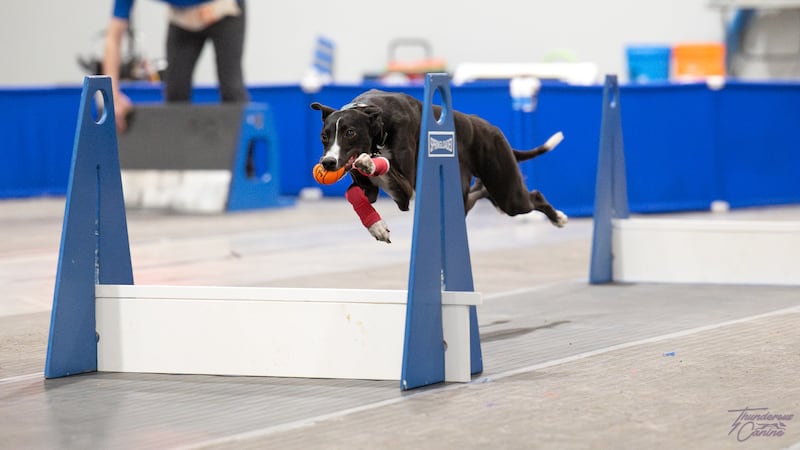 Essa based dog club to represent Canada at Flyball Open World Cup