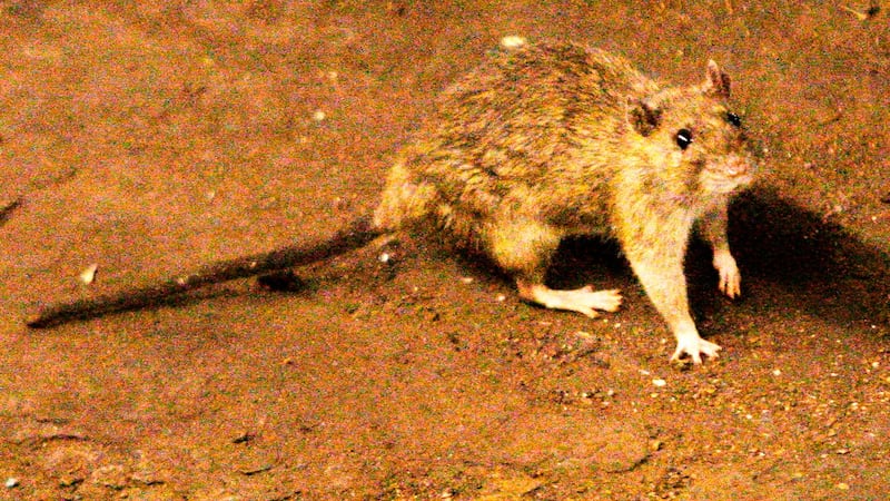 What to know about hantavirus, the illness suspected in a cruise ship outbreak