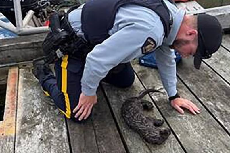 Otter pup revived by CPR, reunited with family, after choking on net in B.C.