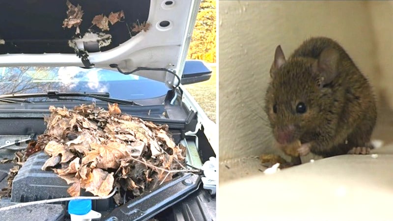 Rodents cause thousands of dollars in damage to Ontario woman’s vehicles
